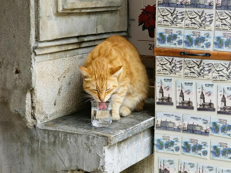 It’s 40°C and you’re still ignoring street animals?             skaars-fhbaax-2gni-unsplash.jpg