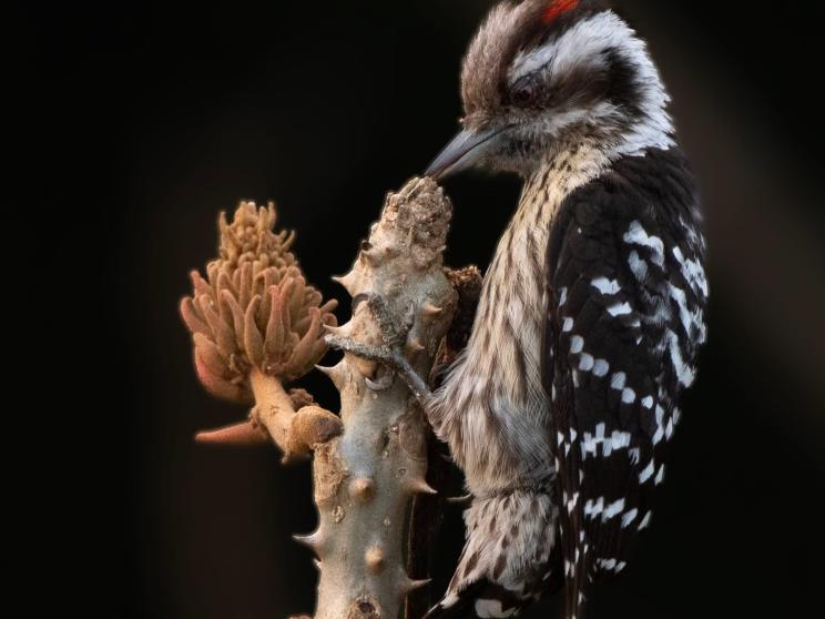 Dhaka's birds are disappearing — should we be worried?