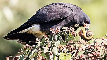 Snail-Kite.jpg