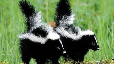 Skunks.jpg