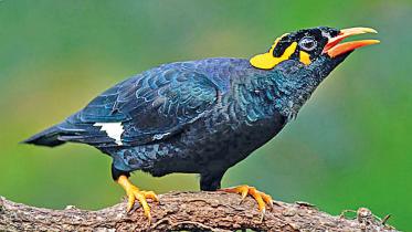 myna-speaks.jpg