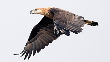 Pallas-Fish-Eagle.jpg