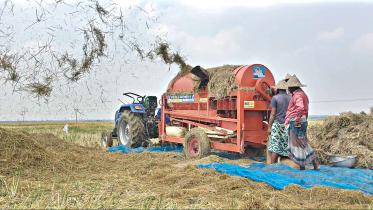 Farmers-thresh-paddy.jpg