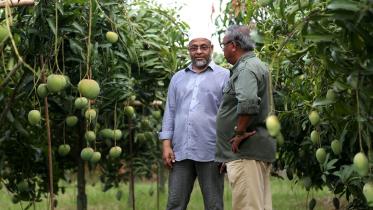 Abul-Kalam-AzadsAmropali-mango.jpg