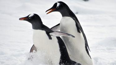 Antarctica-penguins-afp-(3)-wb.jpg