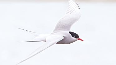 Arctic-Tern.jpg