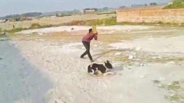 attacking the puppy..jpg