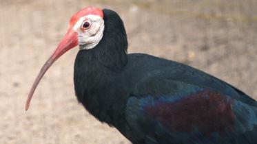 bald-ibis-wb.jpg