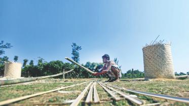 Bamboo Beauties1.jpg