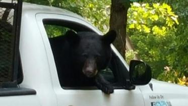 bear-in-truck-2.jpg