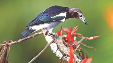 New denizen in Bangladesh bird terrain