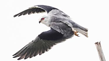 Black-shouldered-Kite.jpg