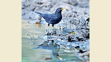 Blue-Whistling-Thrush.jpg