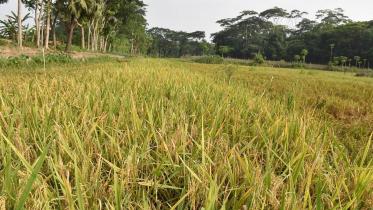 Aman paddy in Bangladesh
