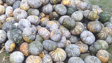 Bumper pumpkin Manikganj.jpg