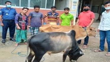 cattle-theft-Moulvibazar-rise.jpg