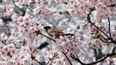 Cherry-blossom.jpg