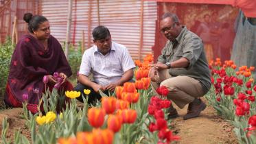 Couple bloom tulips.jpg