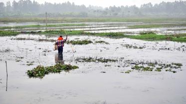 cropland waterlogged 1.jpg