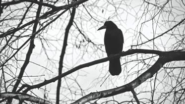 Crow