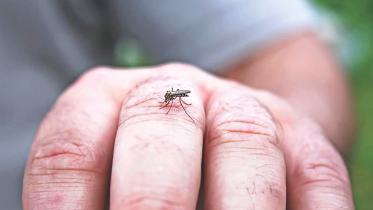 dengue mosquito.jpg