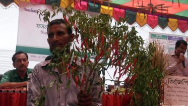 Dinajpur farmers experience.jpg