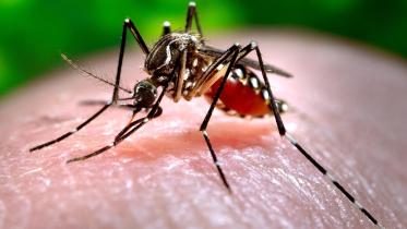 dengue and Chikungunya virus
