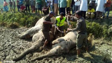 Two elephants electrocuted