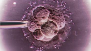 embryo-1.jpg