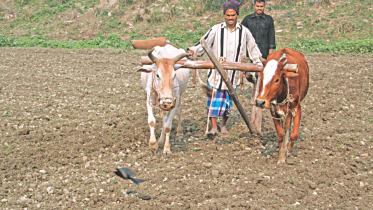 Bangladesh Bank's low interest loan for Agriculture