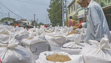 Low Paddy price in Bangladesh