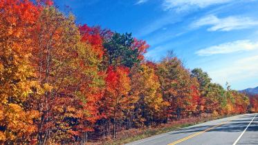 flaming colours 2.jpg