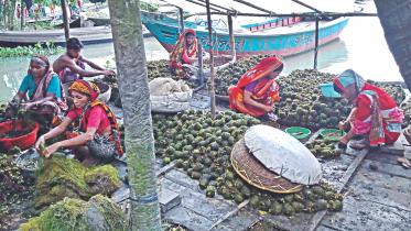floating agriculture 1.jpg