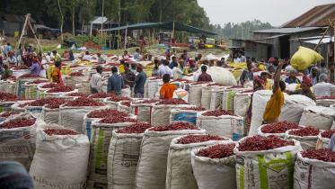 Gaibandha red chilli.jpg