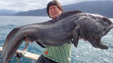 Giant-wolffish--1WB.jpg