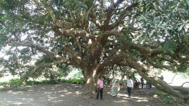 Gopalgong 100 years old mango tree.pic-2.jpg