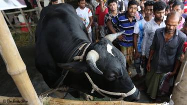 Eid Cattle Markets in Dhaka