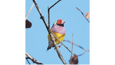 Gouldian Finch.jpg
