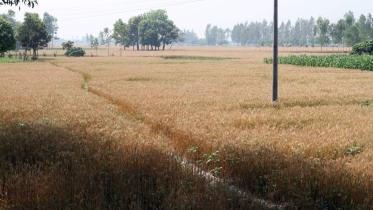 Growing wheat plants.jpg