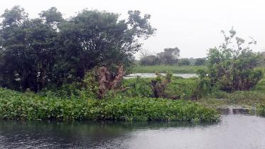 habiganj swamp.jpg