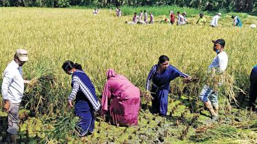 helping-farmers-harvest.jpg