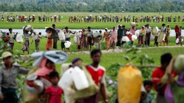 Rohingya refugees walk through rice fields after crossing the border 