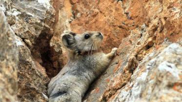 Ili Pika 1.jpg