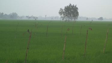 implementation in Bogra 1.jpg