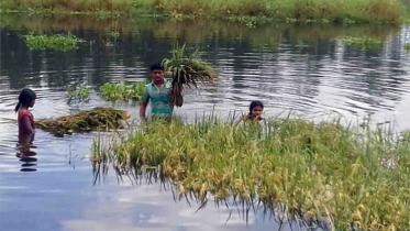inundates paddy Rangpur.jpg
