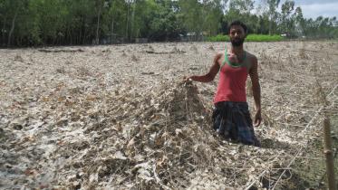 Kurigram flood damages crops-8.jpg