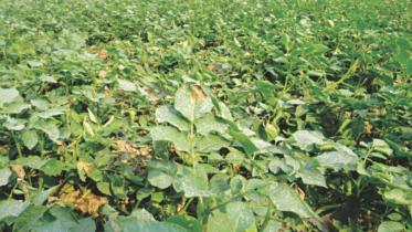 Late blight disease.jpg