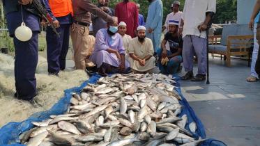 hilsa Fish in Chandpur
