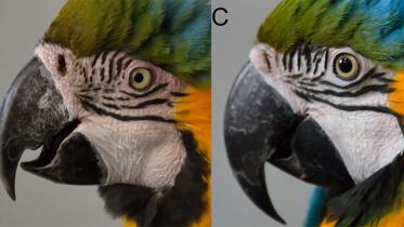 Macaw.jpg
