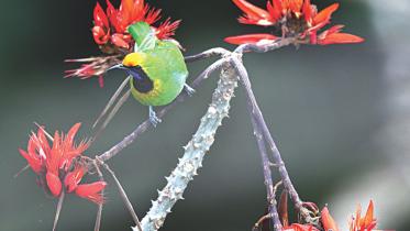 Mandar the mother tree